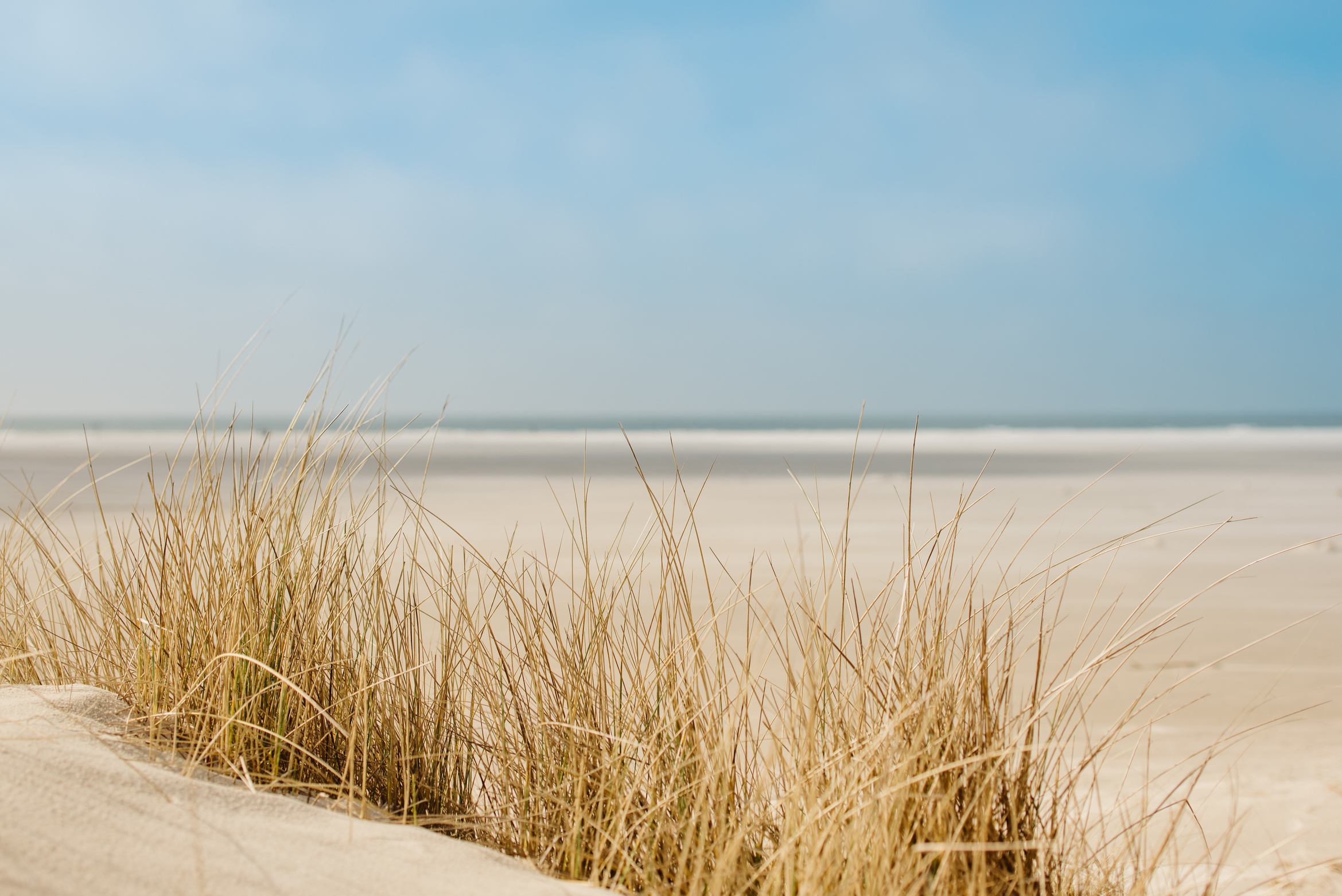 Dune grass on the beach